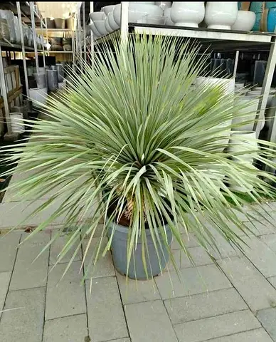 Lush Decorative Potted Plant for Home or Garden