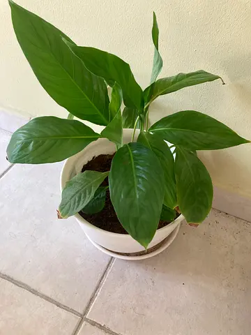 Plant