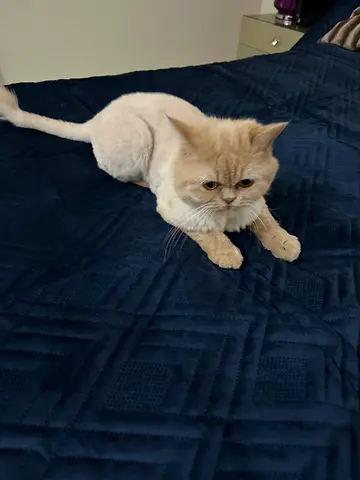 Cat for free adoption