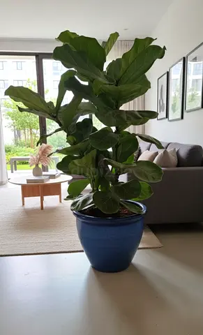 Stylish Indoor Fiddle Leaf Fig Plant in Ceramic Pot