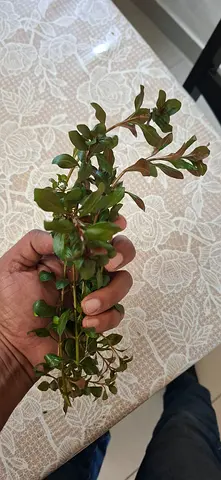 Ludwigia Repens - Aquarium plant