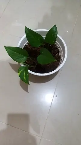 Money plant in white pot