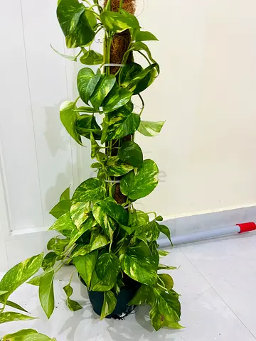 Beautiful Green Pothos Plant for Sale