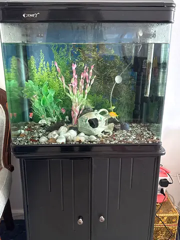 Beautifully Decorated Aquarium with Unique Accessories