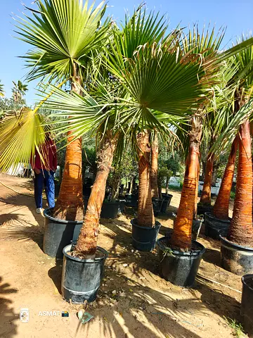 Beautiful Washingtonia 1.5m