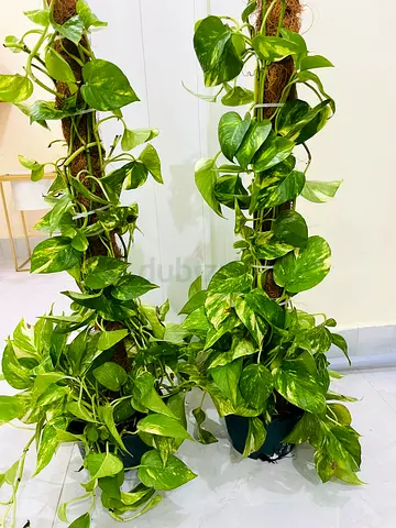 Lush Potted Pothos Plants for Sale