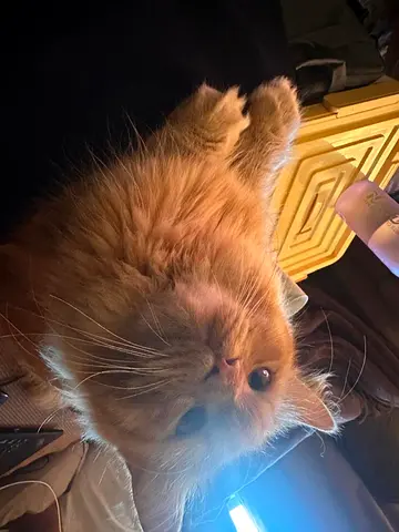 Lovely Persian Male Cat Looking for a Forever Home

A beautiful 1.5-year-old Persian male cat is loo