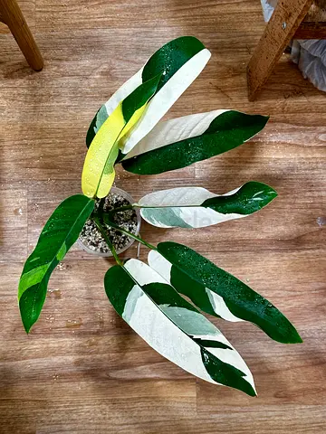 Epipremnum Giganteum albo variegated  . Aed450/-. 25cm leaf. Pickup from near financial center metro