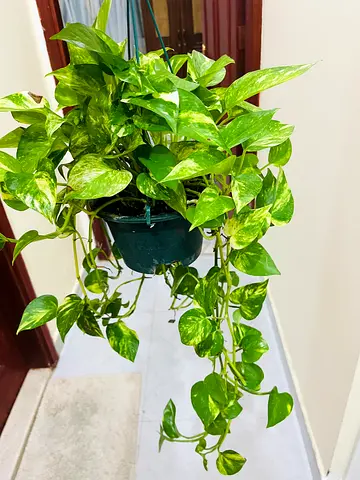 Lush Pothos Plant for Sale(fixed price)