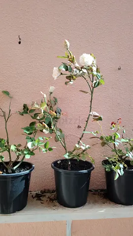 Rose plants for sale