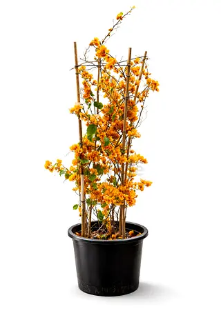 Bougainvillea Climber 120–140 cm | 30L Pot | UAE