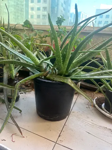 Healthy Aloe Vera Plant in Pot