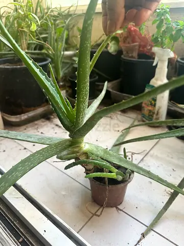 Healthy Aloe Vera Plant for Sale 10 aed each peice