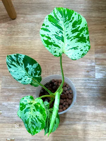 Monstera Bulbasaur  Aed1250/-. RARE plant. Well established in leca