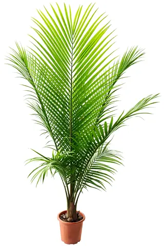 Majestic Palm Tree 2.2–2.5m in Pot – Tropical Home Décor (AED 450)