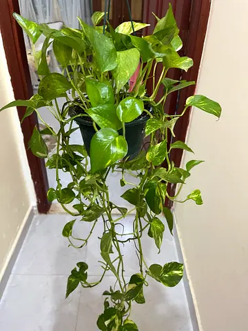 Beautiful Pothos Plant in a Pot