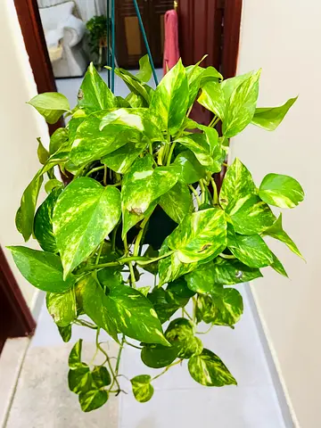 Beautiful Hanging Pothos Plant for Your Home
