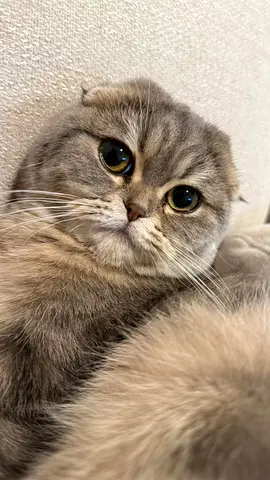 Adorable Scottish Fold Kitten Looking for a Loving Home and caring family