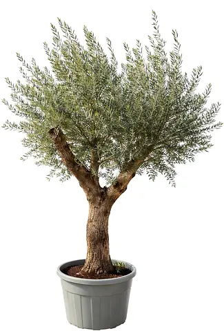 Premium Spainish Multi-Trunk Olive Tree