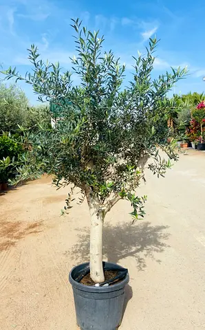 Olive tree Spainish