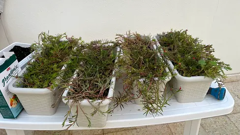 Indoor Potted Plants for Sale