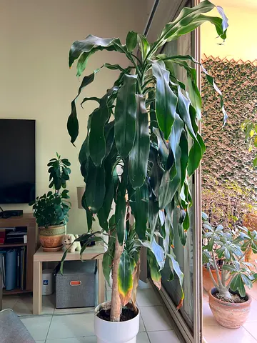 Indoor Plant