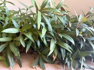 Lush Indoor Potted Plant for a Green Touch