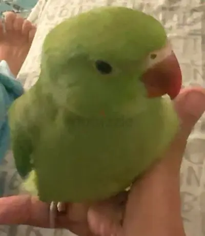 Green Parrot lost in MBZ