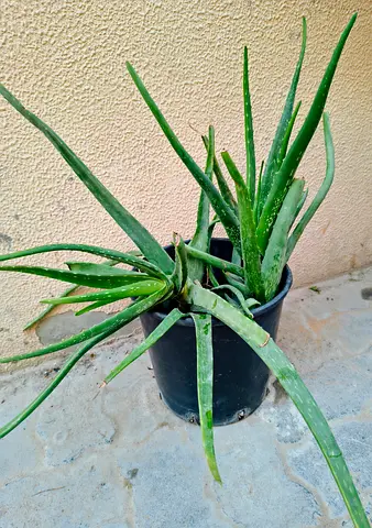 Alovara plant and pot