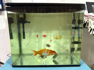 Beautiful Tropical Fish Aquarium for Sale