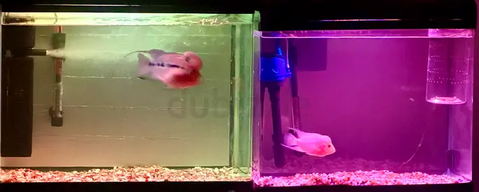 Beautiful Fish Tanks with Colorful Fish for Sale