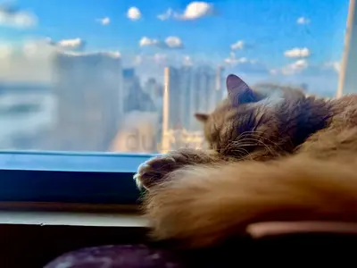 Mufasa, boy persian cat