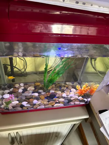 Fish aquarium