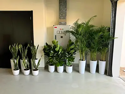 Collection of Elegant Indoor Plants in Stylish Pots