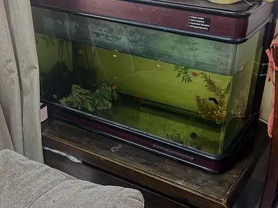 Complete Aquarium Set with Fish