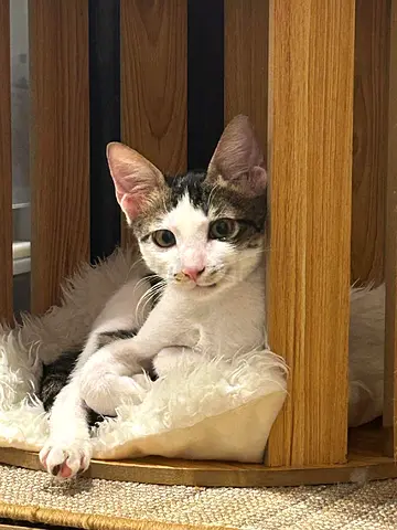 Adopt cute rescued male cat