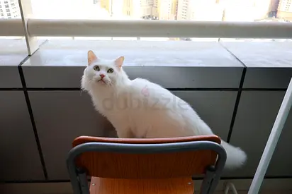 Persian angora for adoption!!