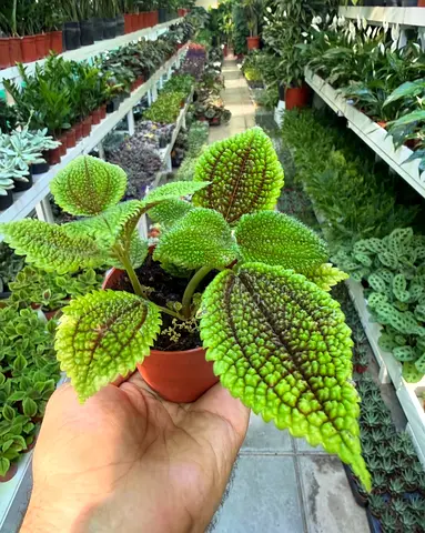 Moon Valley Pilea Indoor Plant UAE – Easy Care, Low Maintenance Houseplant | AED 40