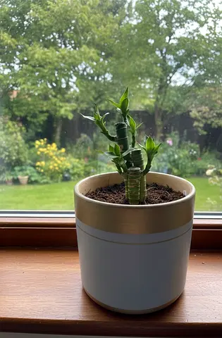 Lucky Bamboo