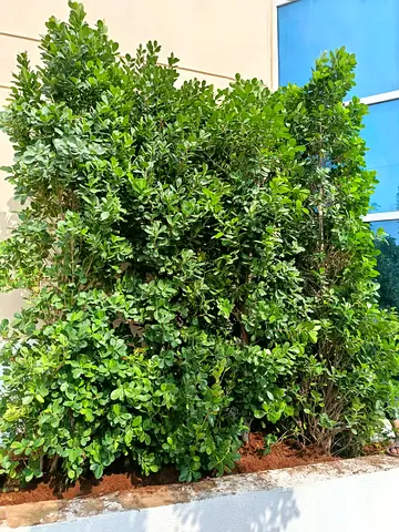 Ficus tree 2meter Hight