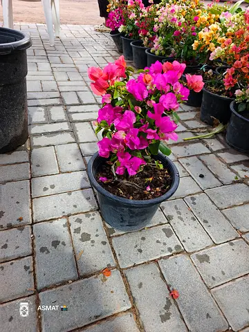 Beautiful Bougainvillea Plant
