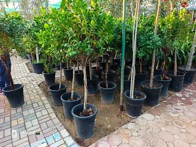 Beautiful One Head Ficus