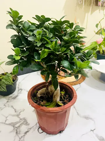 Beautiful Potted Indoor bonsai Plant for Sale
