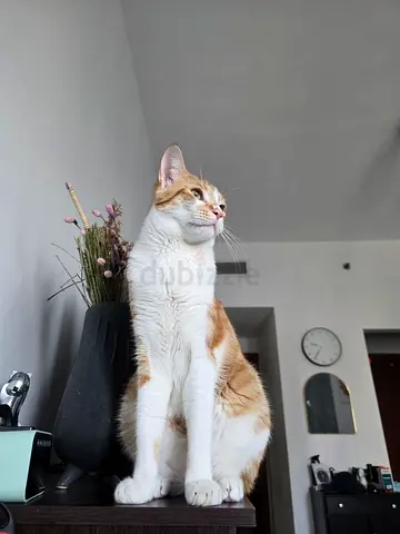 Urgent: A loving gentle cat for FREE adoption with litter box and accessories.