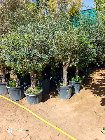 Beautiful Olive Trees for Sale