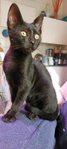 Adorable Black Kitten Girl Looking for a Loving Home