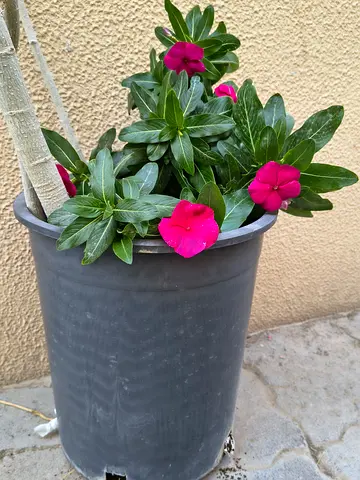 Big pots and plants Bundle