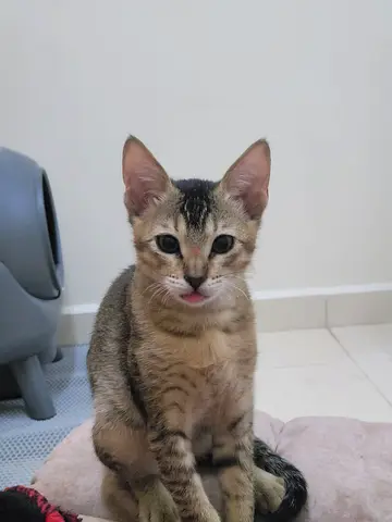 Adoption post (neutral + caring