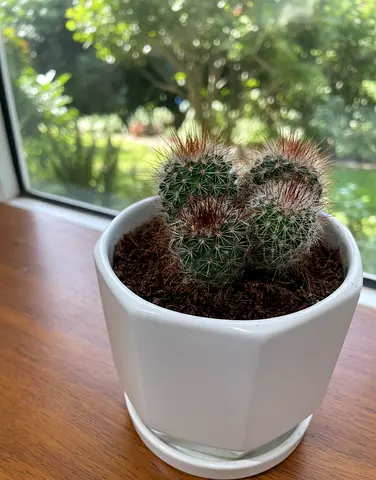 Pincushion Cactus (Mammillaria)