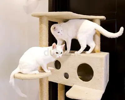 Rescued male cats for adoption